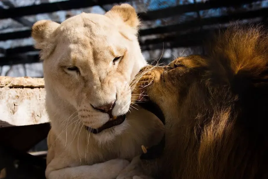 sick lioness finds love