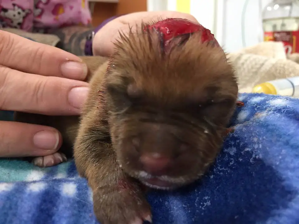 puppy scalped