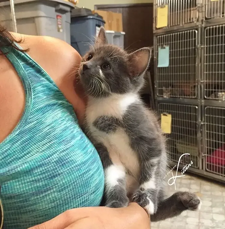 rescued kitten