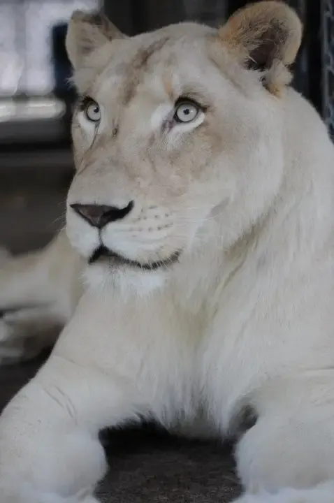 sick lioness finds love