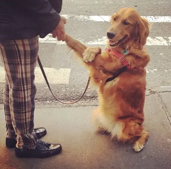 dog hugs people