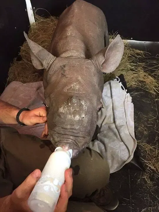 baby rhinos shot