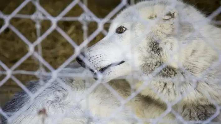 wolf rescued