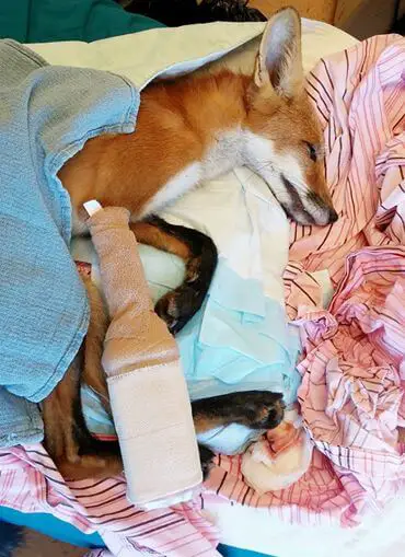 rescued fox