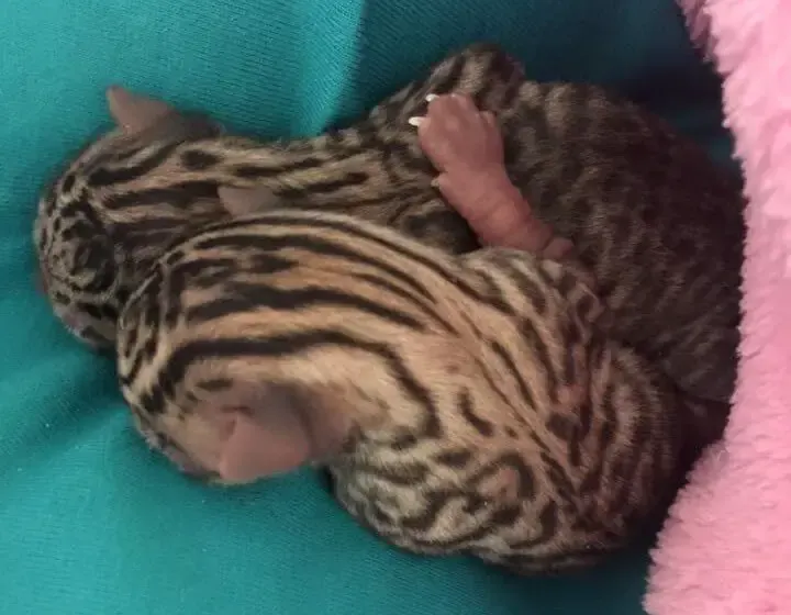 kittens with unusual markings