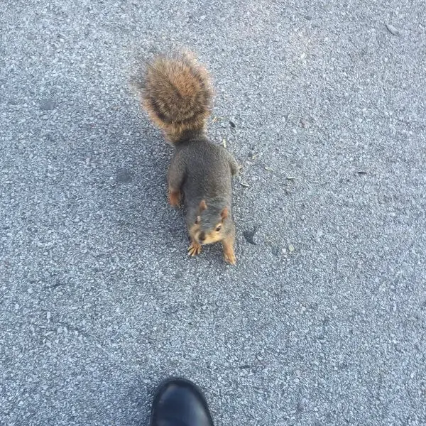 squirrel cop