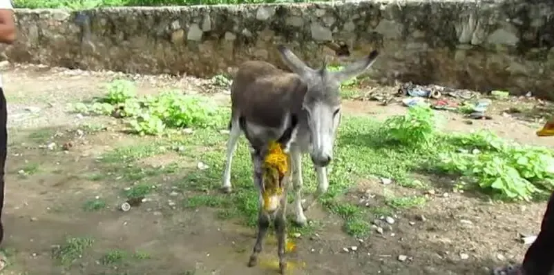 injured baby donkey