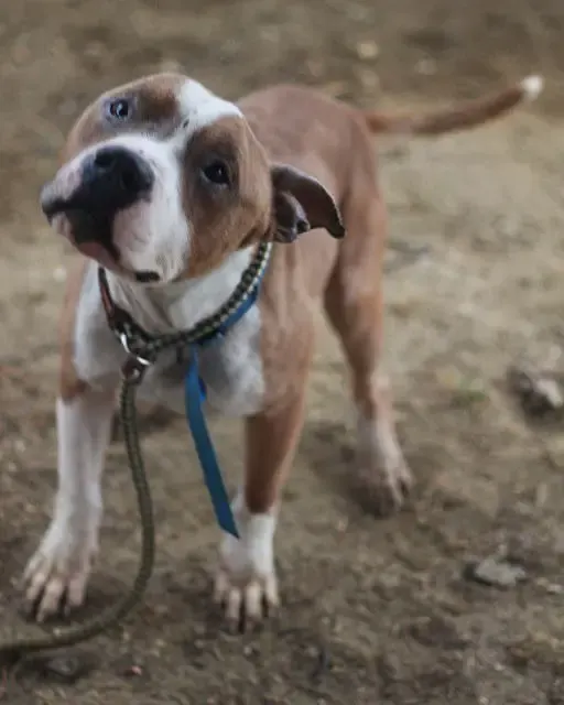 dog rescued from shelter