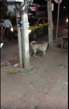 stray dog on the street