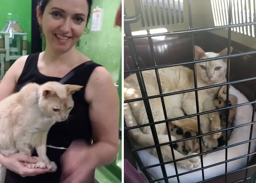 senior cat rescued