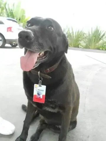 dog at gas station