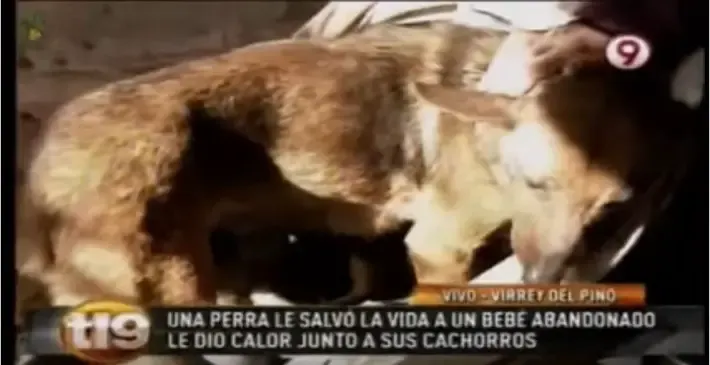 stray dog and baby