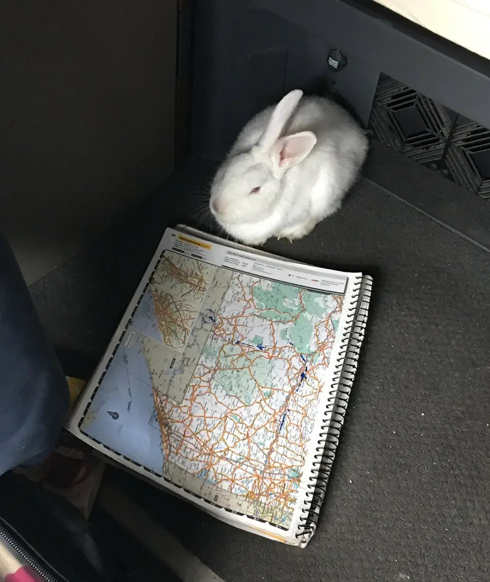 dog and bunny best friends