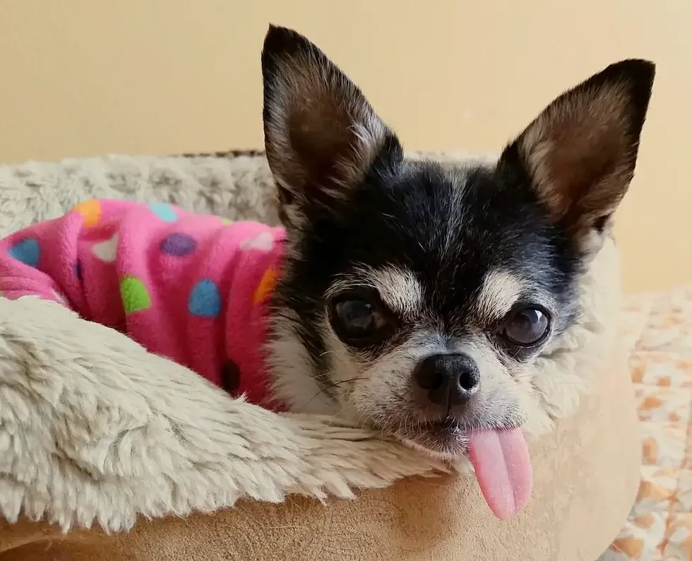 sick dog