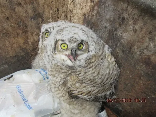 dumpster owls