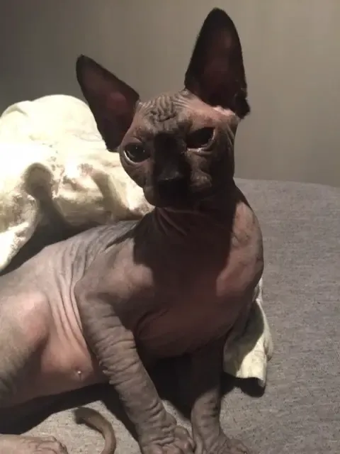 Sphynx cat