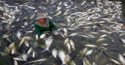 tilapia