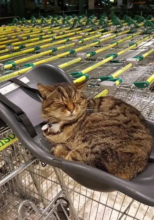 cat in supermarket