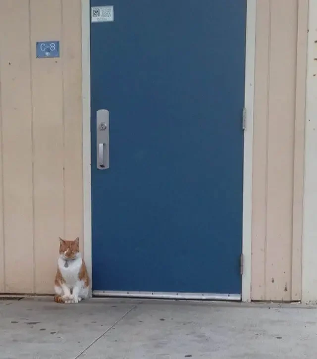 school cat