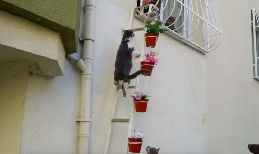 cat ladder