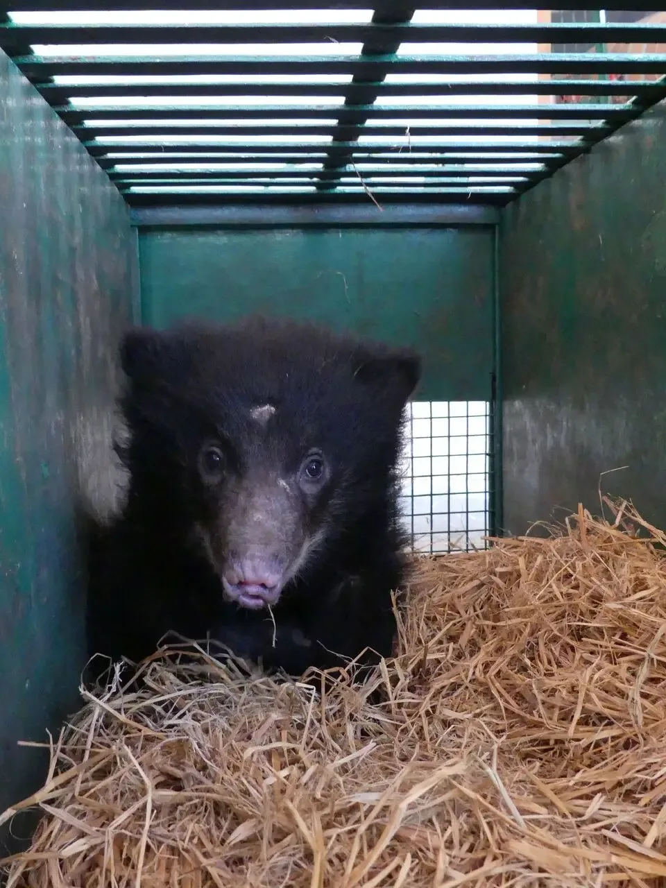 baby bear and dead mother