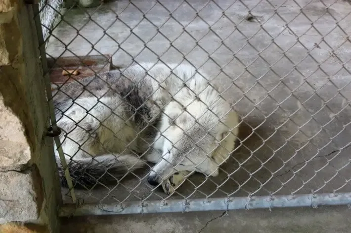 wolf rescued