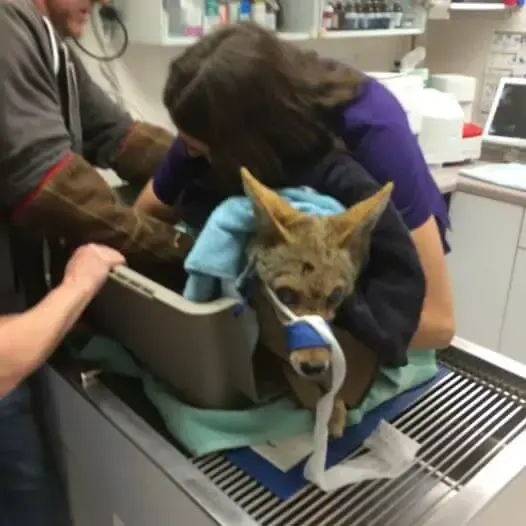rescued coyote