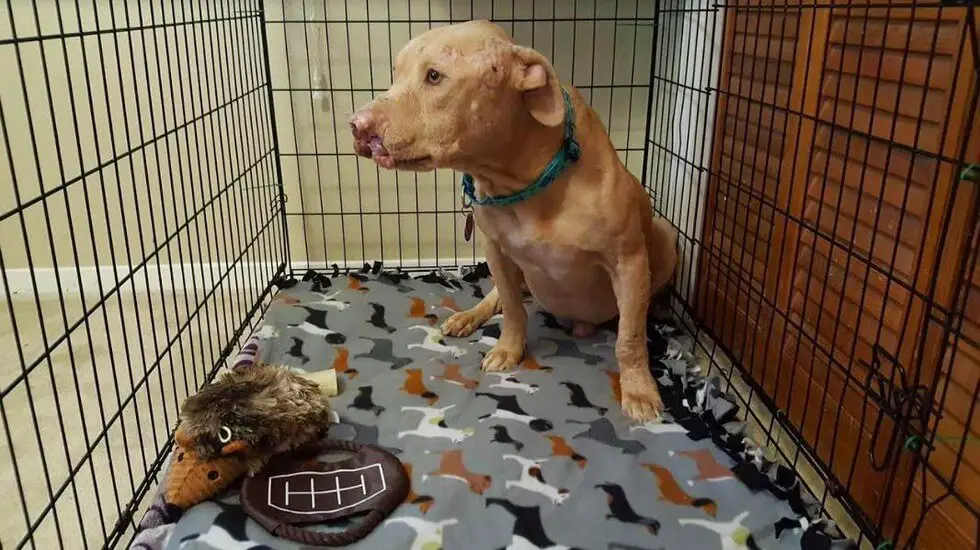 dog with no nose