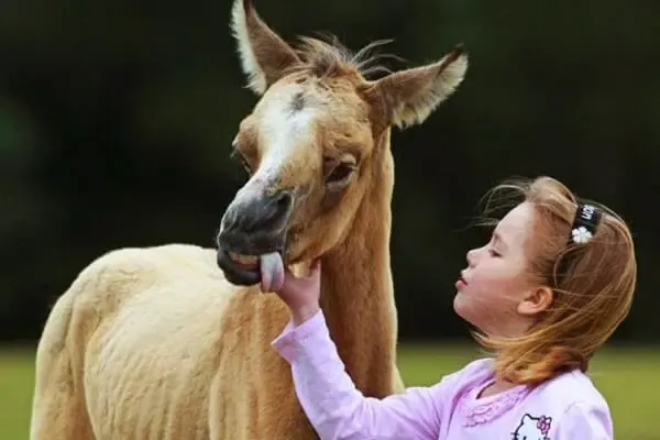 animals with down syndrome