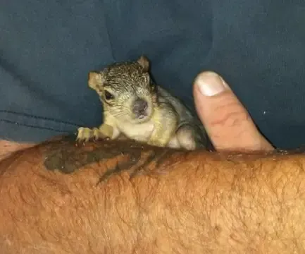 rescued squirrel