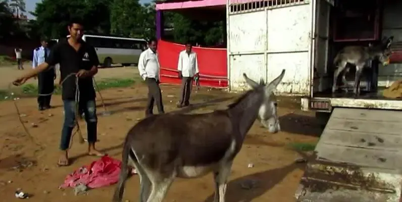 injured baby donkey