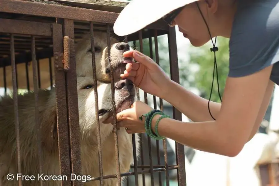 dogs meat farm