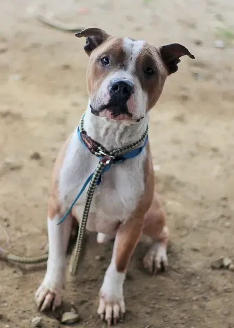 dog rescued from shelter