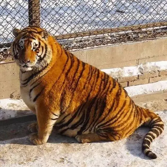 chubby tigers