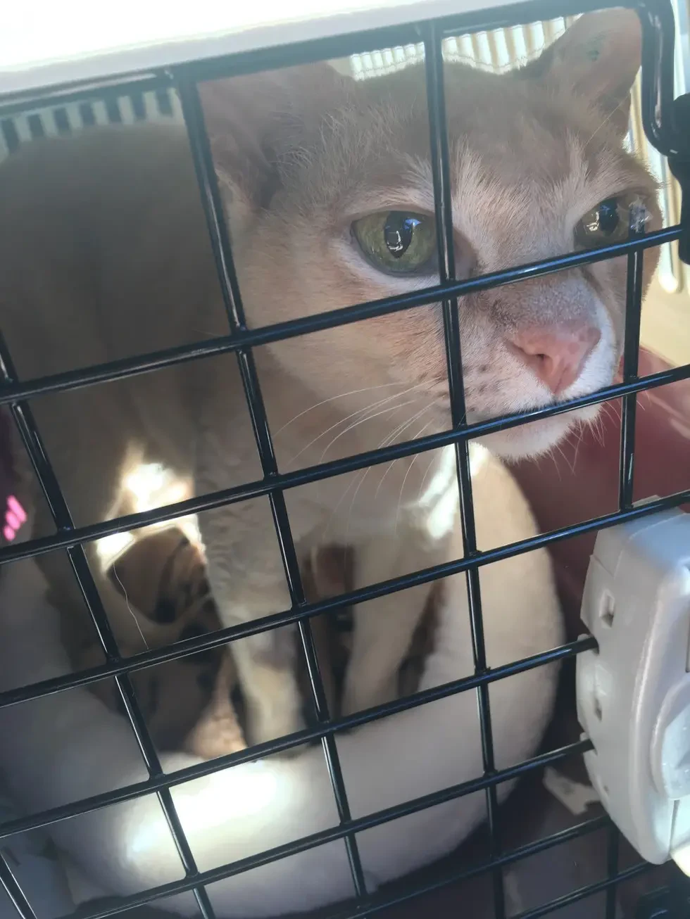 senior cat rescued