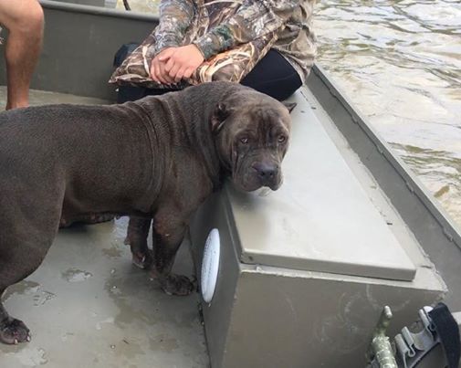 flooded dog