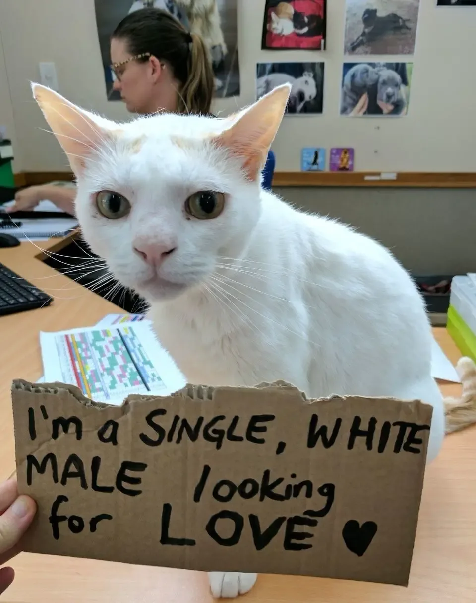 shelter cat