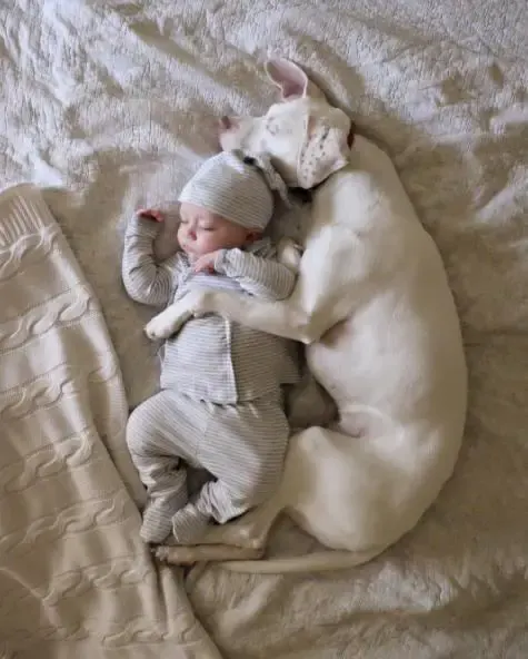 mommy dog and baby