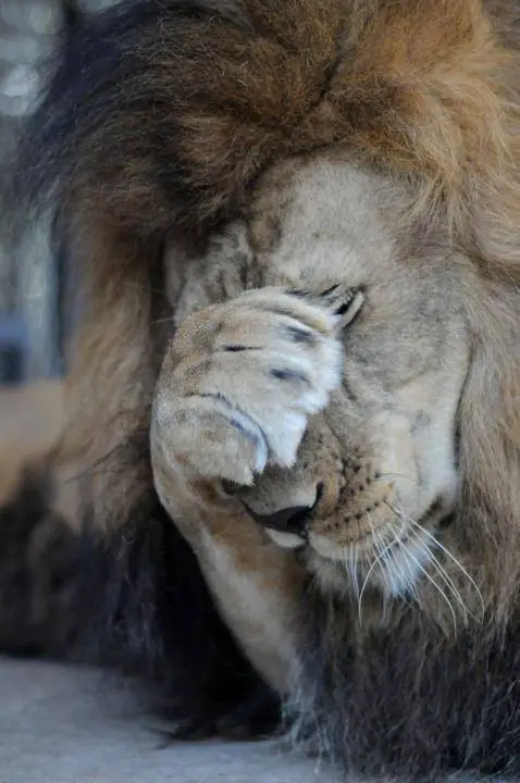 sick lioness finds love