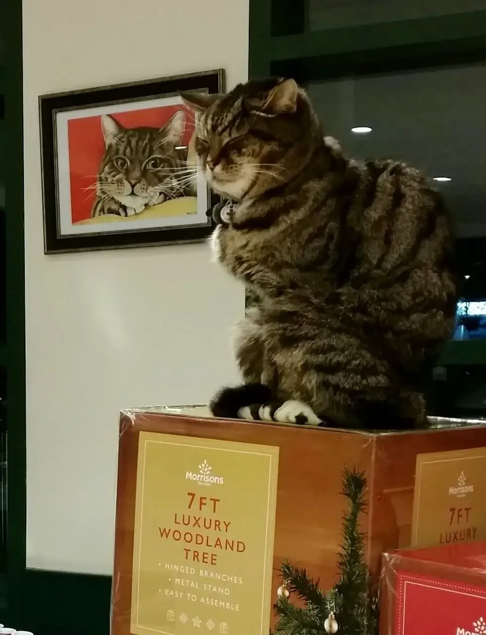 cat in supermarket