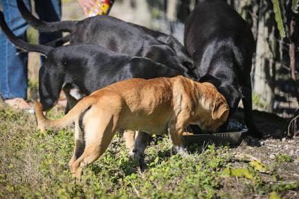 dog rescued