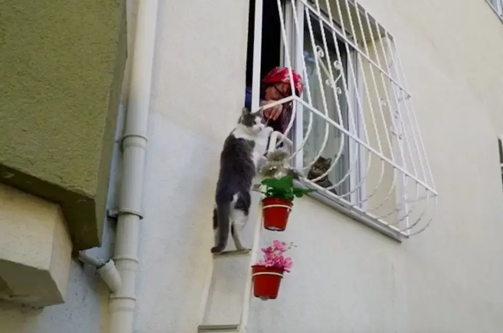 cat ladder