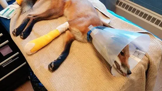 rescued fox