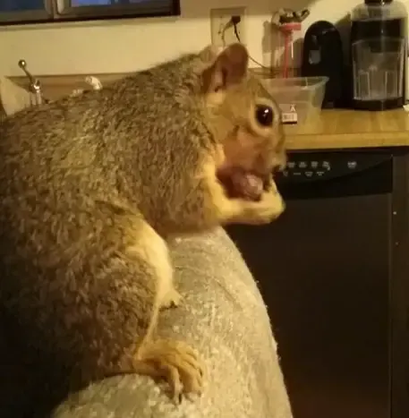 rescued squirrel