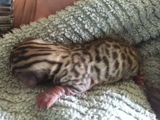 kittens with unusual markings
