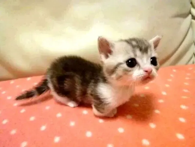 munchkin cat