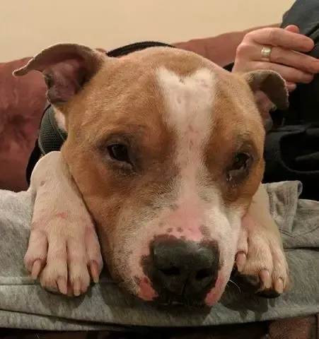 dog rescued from shelter
