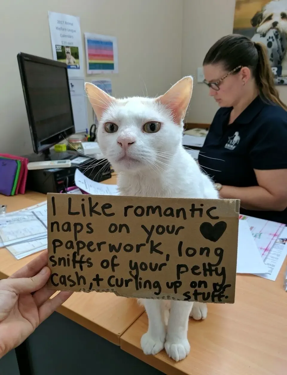 shelter cat