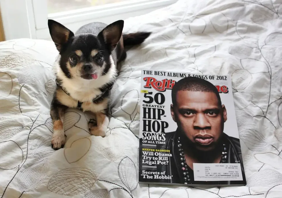 sick dog