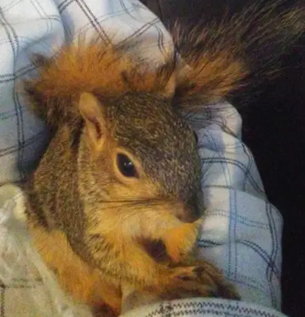 rescued squirrel